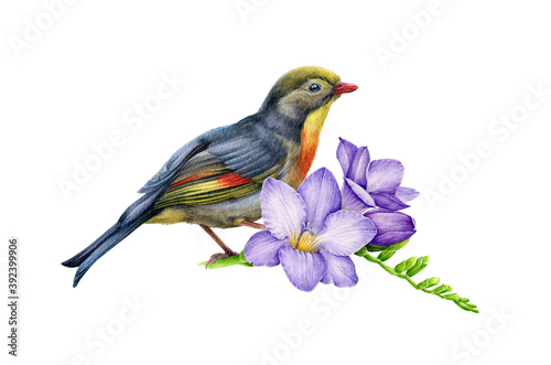 Fotografie Nightingale bird with lilac freesia flower watercolor illustraton