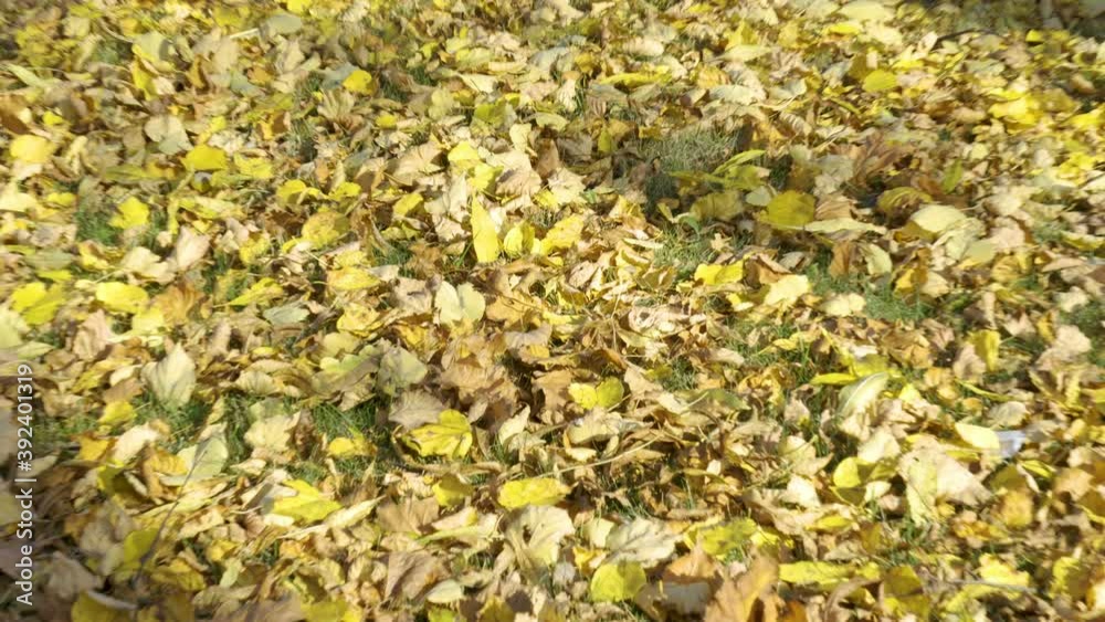 The dried leaves of the trees scattered on the ground on a sunny day The dried leaves of the trees scattered on the ground on a sunny day