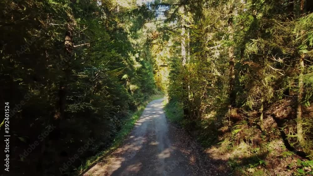 Hiking path through a forest on a sunny day - pure nature. Woods theme Hiking path through a forest on a sunny day - pure nature. Woods theme