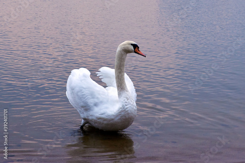 A white swan spreads its wings on a sunset lake.