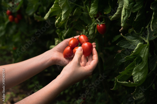 A woman farmer picks cherry tomatoes in a greenhouse. Organic farm.	
