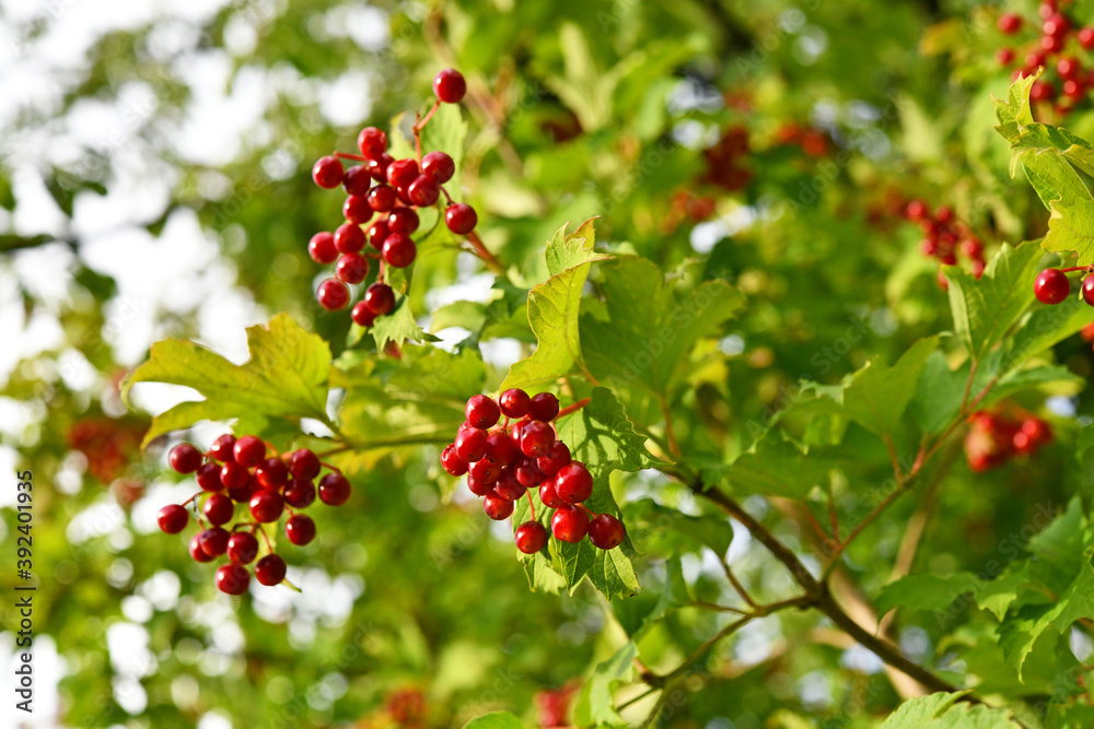 Viburnum opulus - Gemeiner Schneeball Viburnum opulus - Gemeiner Schneeball