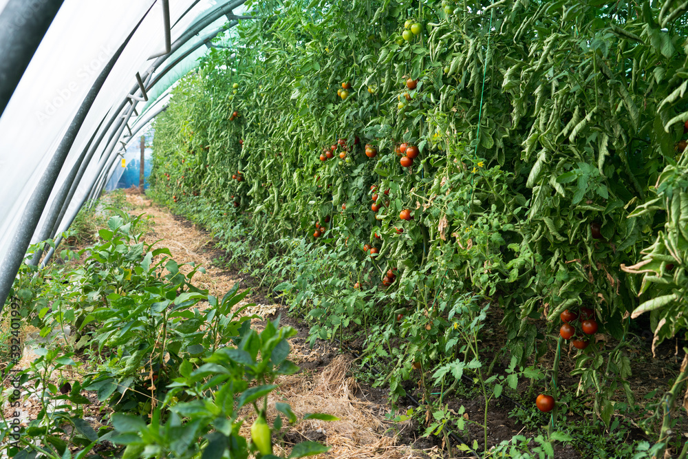 Greenhouse with cherry tomatoes. Organic farm	