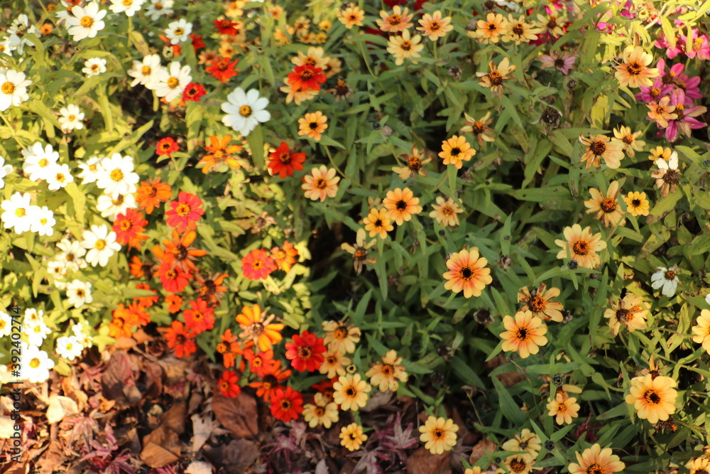 Obraz premium 歩道の側のカラフルなマーガレット colorful marguerites by sidewalk 5