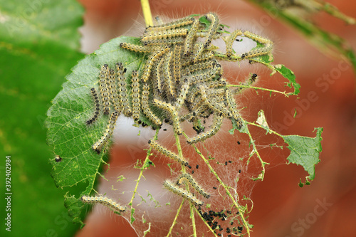  Hyphantria cunea larva crawling on green leaf photo