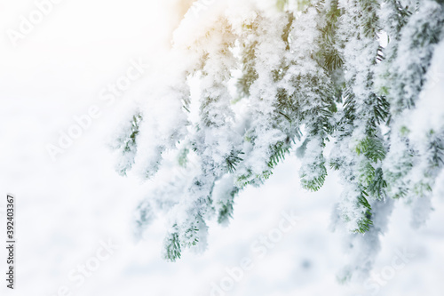 Close-up of frosty trees in winter mountains