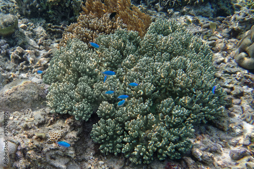 Blue damselfishes (Chrysiptera cyanea) - Bunaken Island, Sulawesi, Indonesia photo