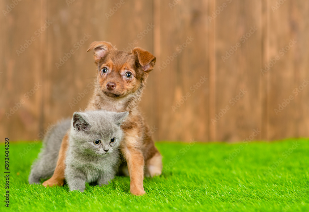 Young Toy terrier puppy hugs grey kitten. Pets stand together on green summer grass Young Toy terrier puppy hugs grey kitten. Pets stand together on green summer grass