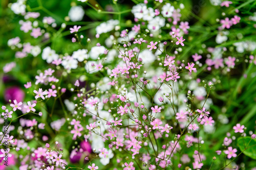 Many small pink flowers of Gypsophila elegans, commonly known as showy baby's-breath and green leaves in a spring garden, beautiful indoor floral background photographed with selective focus.