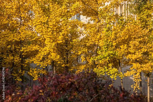 Fototapeta Naklejka Na Ścianę i Meble -  Beautiful and colorful collection of Ginkgo leaves in autumn