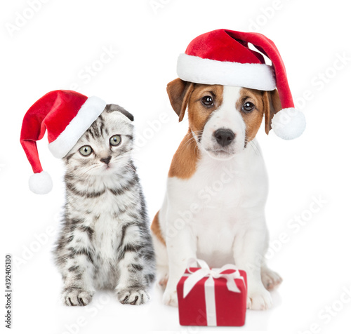 Jack russell terrier puppy and gray tabby kitten wearing red christmas hats sit together with gift box. isolated on white background