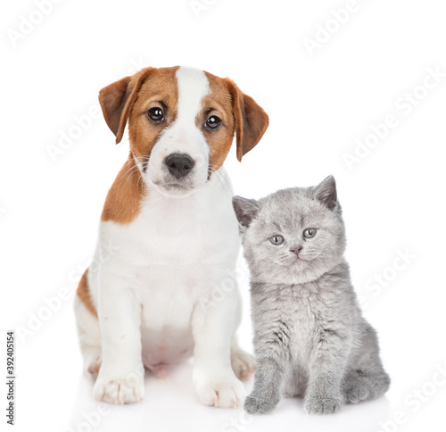 Jack russell terrier puppy and tiny kitten sit together and look at camera. isolated on white background