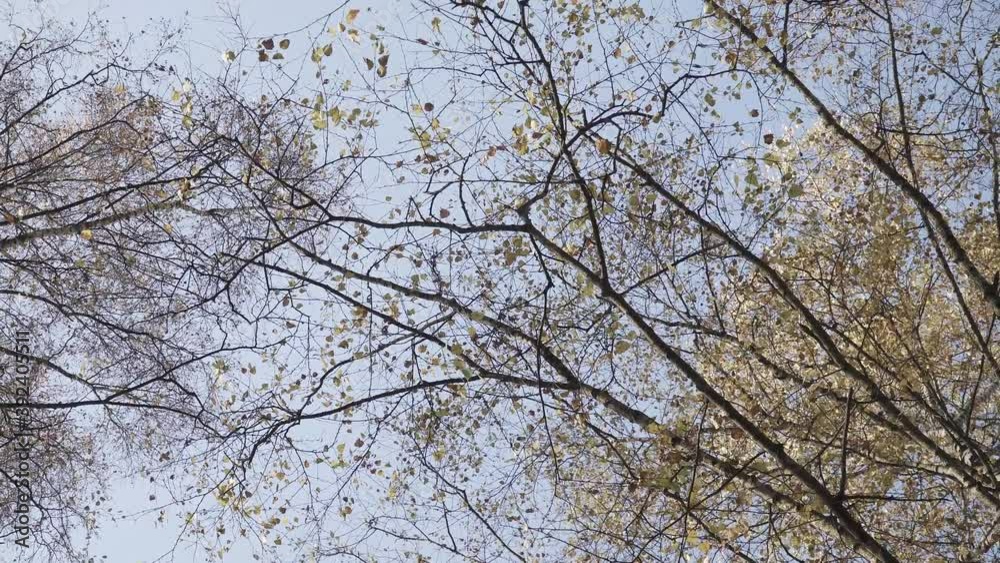 Tops of white birches in autumn Tops of white birches in autumn