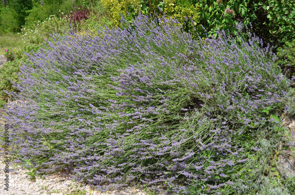 Fototapeta premium Many small blue lavender flowers in a sunny summer day in the South of France, beautiful outdoor floral background photographed with soft focus.