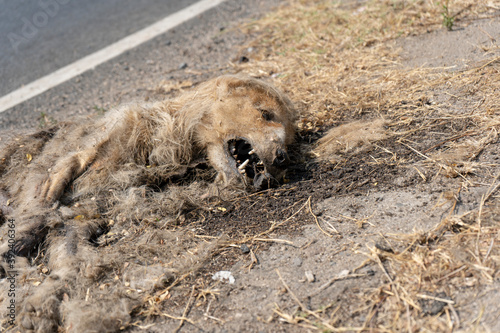 Carcass of Indian Striped Hyena Road-killed by vehicle, lying beside of road which passing through Forest 