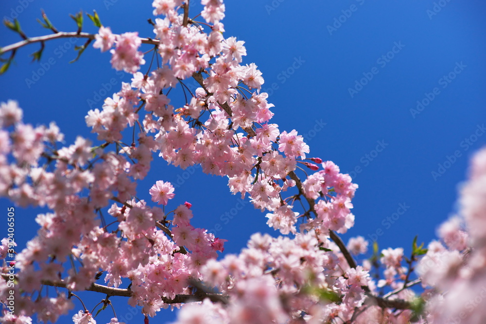 八重桜から見上げる春の晴天