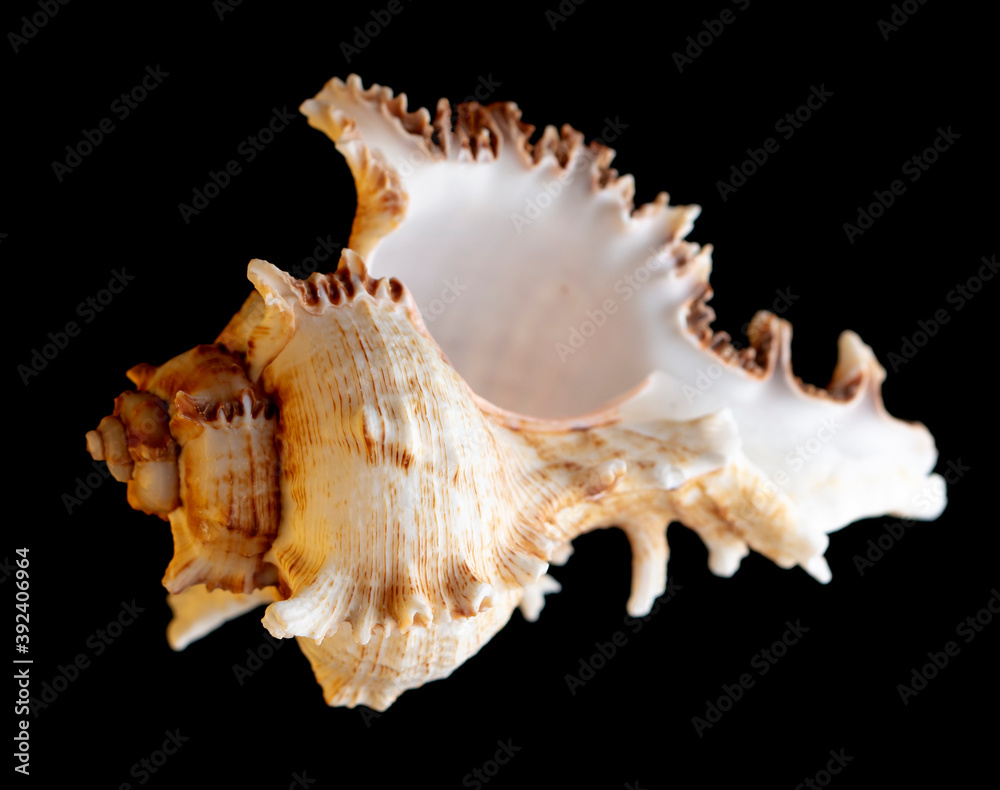 Seashell isolated on black background. Subject Seashell isolated on black background. Subject