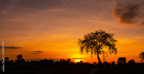 Amazing sunset and sunrise.Colorful night light.The silhouette of the big tree.For inserting text, background. © Mohwet