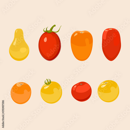 Tomato. Design vector elements isolated. Set of different tomatos.