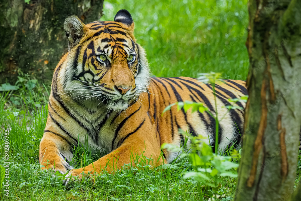 Obraz premium Tiger im Schatten unter Bäumen