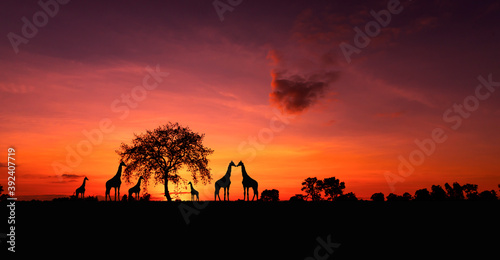 Panorama silhouette tree in africa with sunset.Tree silhouetted against a setting sun.Dark tree on open field dramatic sunrise.Safari theme. © Mohwet
