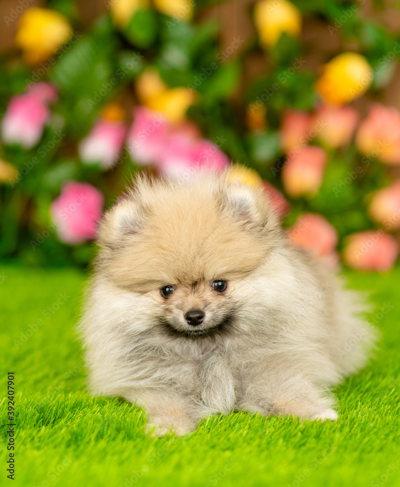 Pomeranian spitz puppy lies on green summer grass and looks at camera