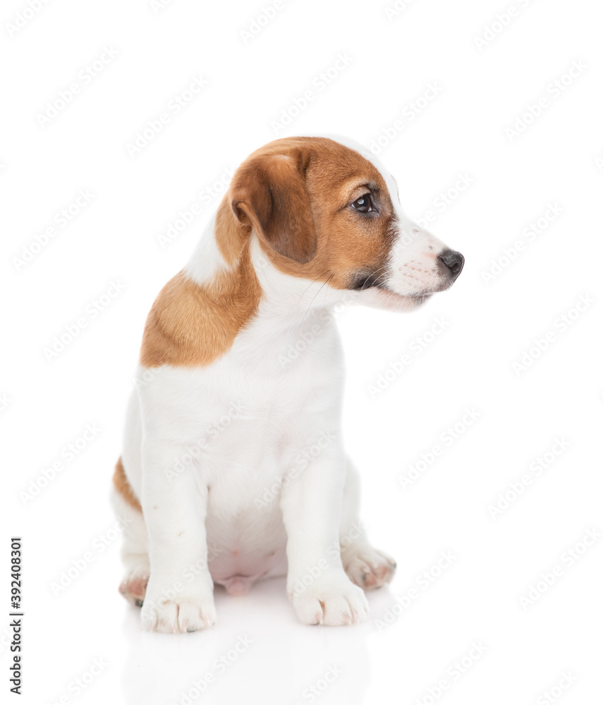 Jack russell terrier puppy sits and looks away on empty space. Isolated on white background