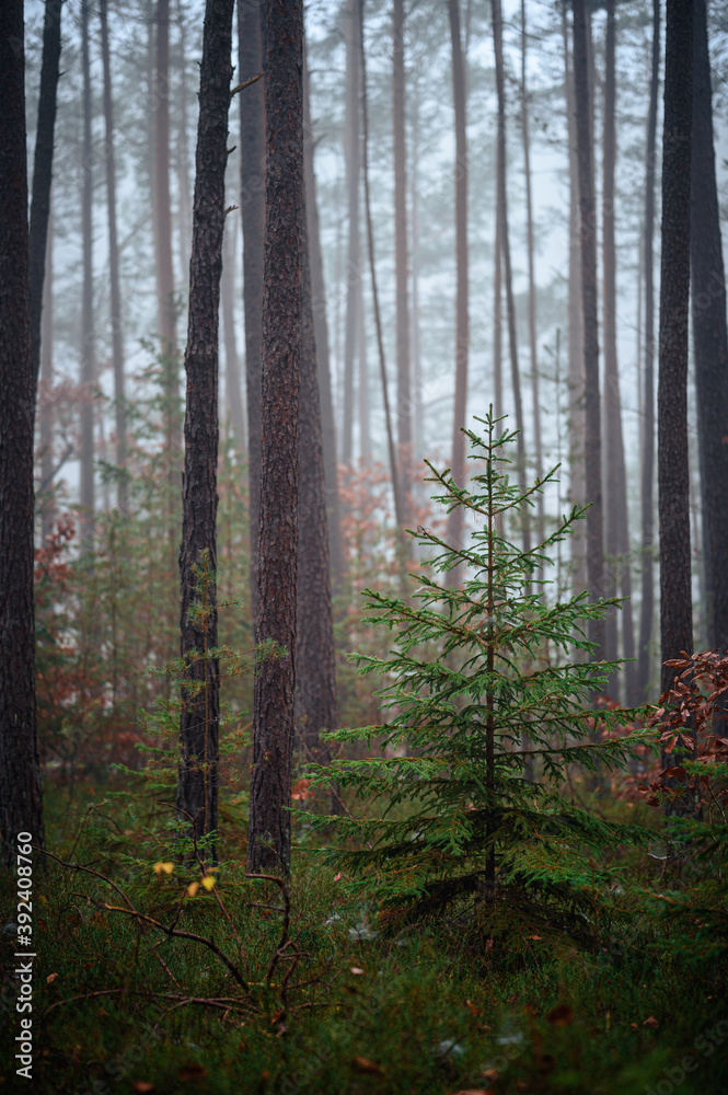 Obraz premium Beautiful autumnal forest with orange leaves and fog in fall