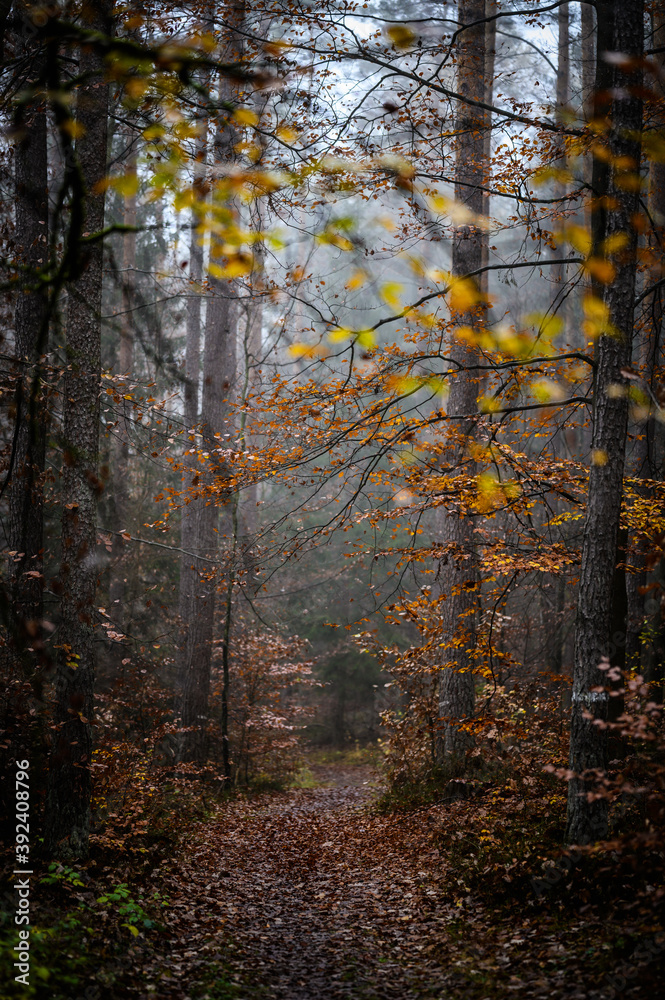 Beautiful autumnal forest with orange leaves and fog in fall Beautiful autumnal forest with orange leaves and fog in fall