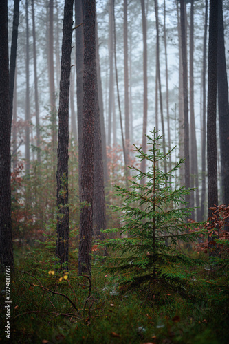 Fototapeta Naklejka Na Ścianę i Meble -  Beautiful autumnal forest with orange leaves and fog in fall
