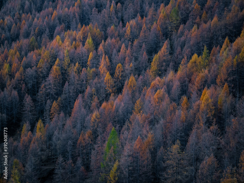 autumn forest in the mountains