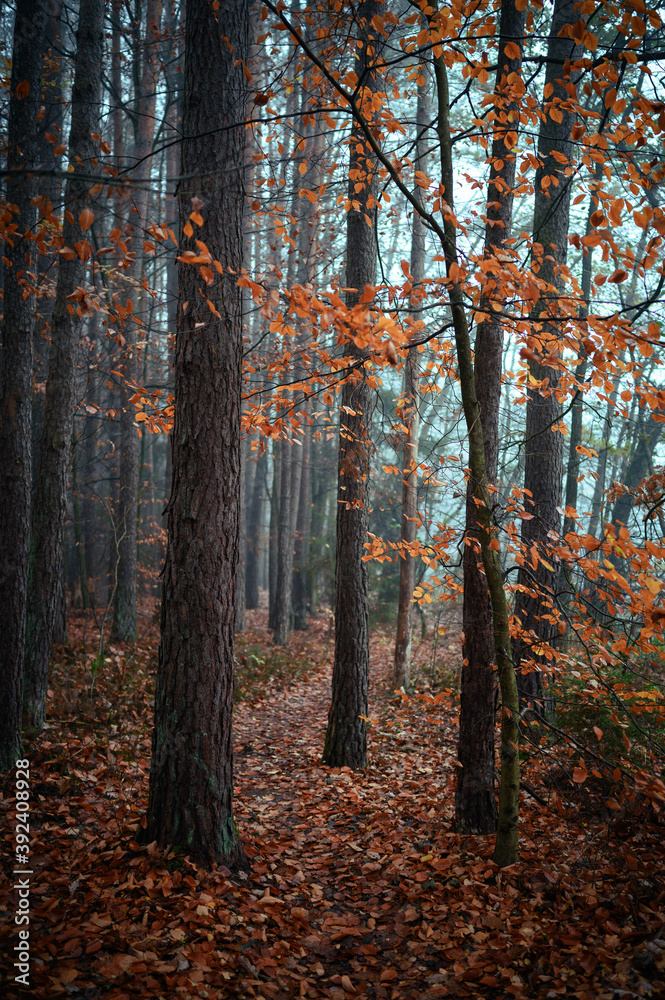 Fototapeta premium Beautiful autumnal forest with orange leaves and fog in fall
