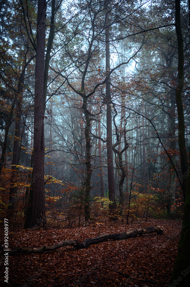 Beautiful autumnal forest with orange leaves and fog in fall