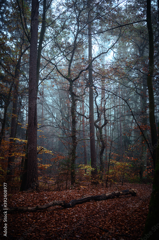 Beautiful autumnal forest with orange leaves and fog in fall Beautiful autumnal forest with orange leaves and fog in fall