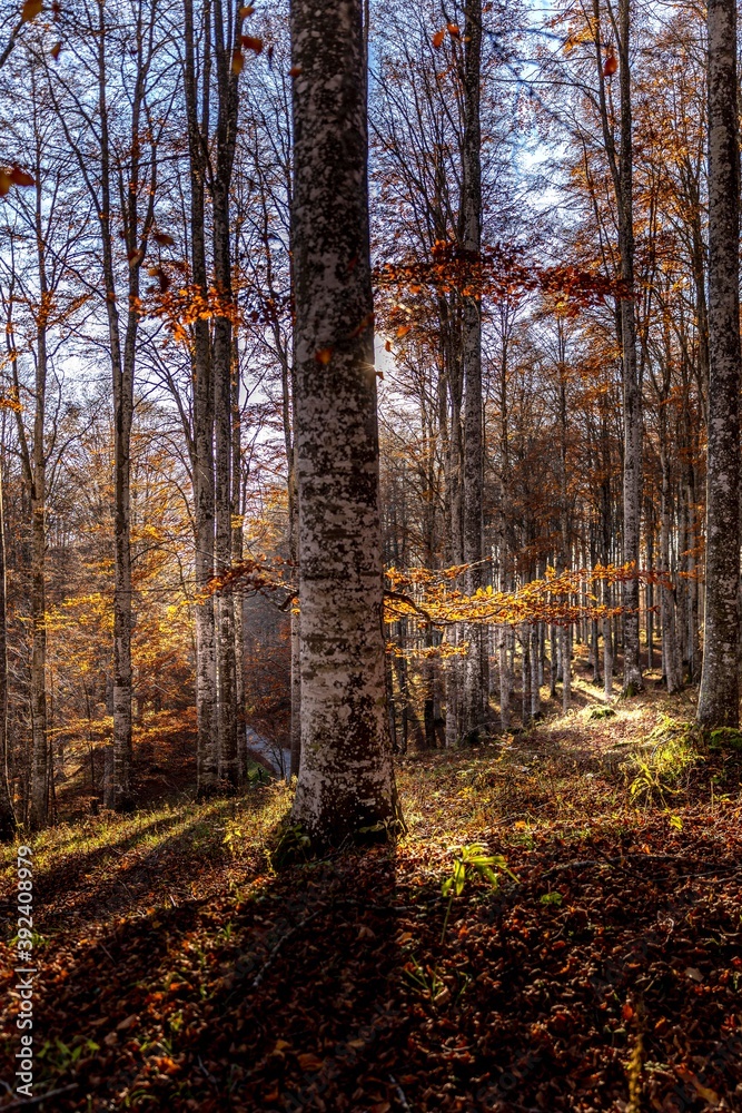 Obraz premium AUTUMNAL