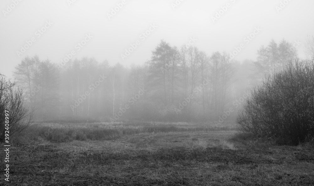 Obraz premium Black and white marsh landscape in Kampinos National Park, Poland. A dark and misty mood of October morning. Silhouettes of the plants are blurred because of the fog rising over the clearing.