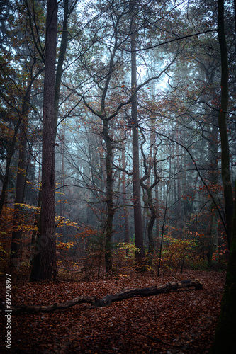 Beautiful autumnal forest with orange leaves and fog in fall