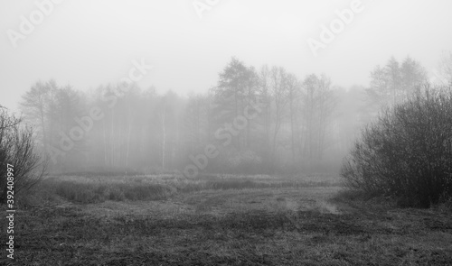 Black and white marsh landscape in Kampinos National Park, Poland. A dark and misty mood of October morning. Silhouettes of the plants are blurred because of the fog rising over the clearing.