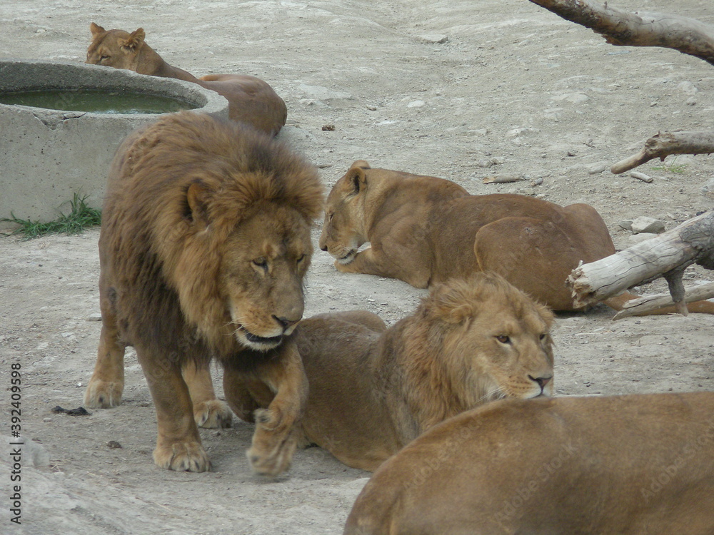 Obraz premium Lion