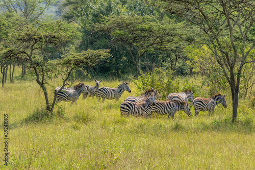 Herd of plains zebra  equus quagga  equus burchellii  common zebra  Lake Mburo National Park  Uganda.  