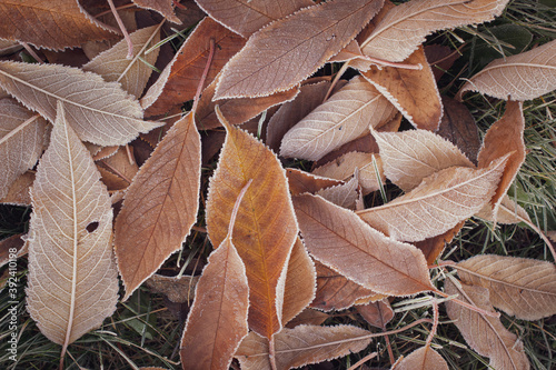 Autumn foliage with cold morning hoar and ice.