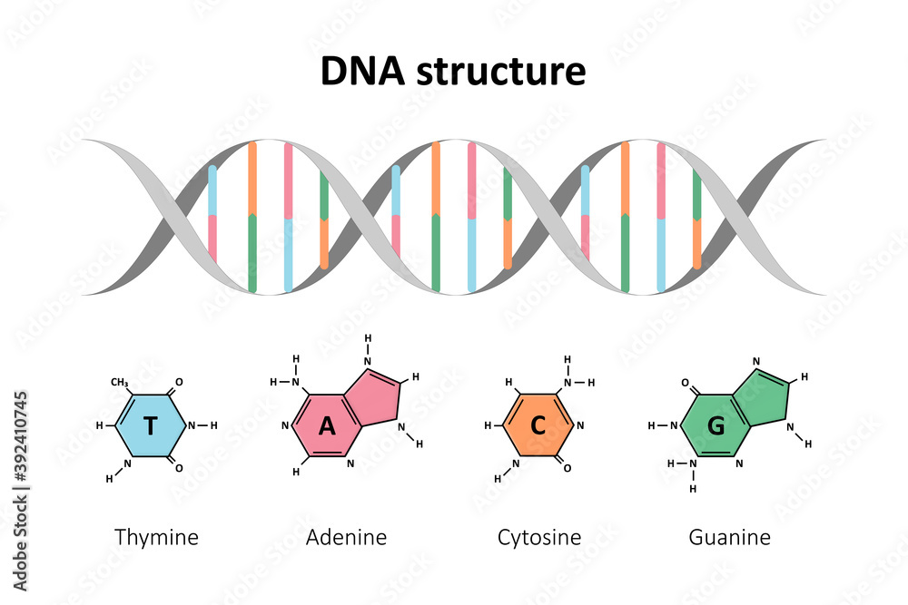 DNA structure double helix, Deoxyribonucleic acids, Nitrogenous base ...
