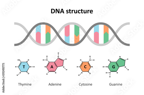 DNA structure double helix, Deoxyribonucleic acids, Nitrogenous base and Sugar phosphate backbone, Molecular biology