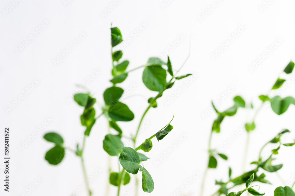 custom made wallpaper toronto digitalgreen young sprouts of green peas on a white background