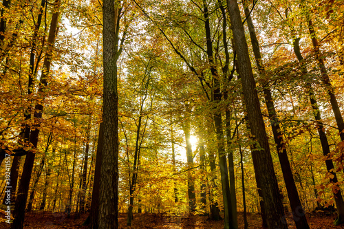 trees in the autumn forest at sunset © Jane Vershinin