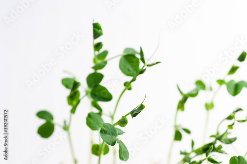 green young sprouts of green peas on a white background