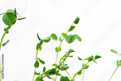 green young sprouts of green peas on a white background