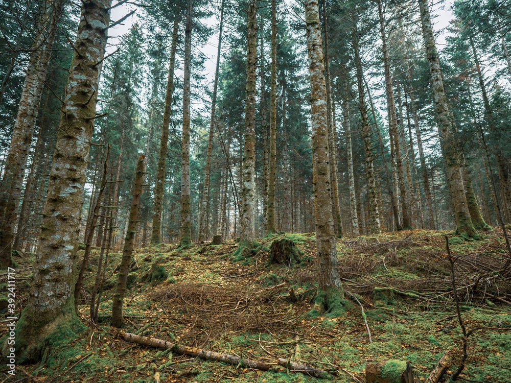 Obraz premium Moss covered branches, roots and trees in a Swiss alpine forest. The moss covers the ground and woodland as autumn leaves cover the forest floor.