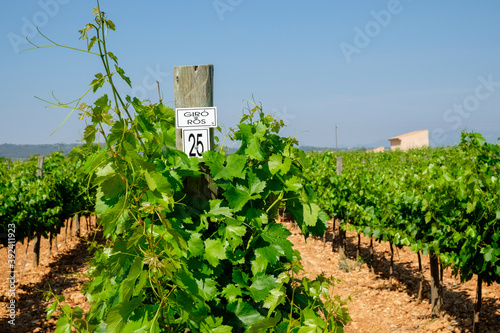 viña de la finca Son Biel, Consell, Mallorca, balearic islands, spain, europe photo