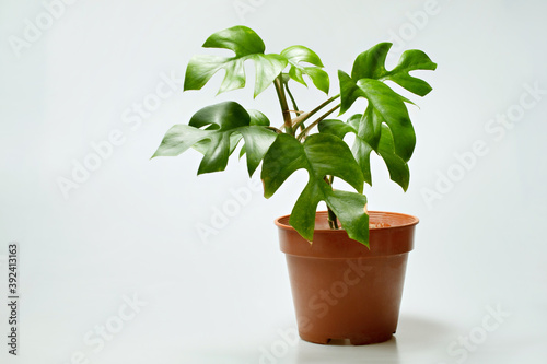 Tropical foliage plant, Monstera in brown pot. Minimal creative home decor concept.